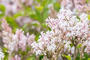 Syringa meyeri 'Flowerfesta White' 80-100   C15 - afbeelding 2