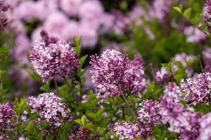 Syringa meyeri 'Palibin' 50- 60   C - afbeelding 5