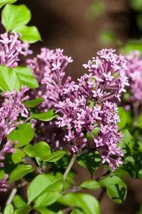 Syringa meyeri 'Palibin' 60- 80   C20 - afbeelding 2