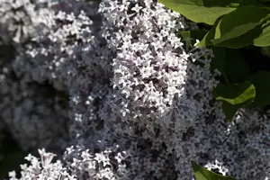 Syringa meyeri 'Palibin' 60- 80   C20 - afbeelding 4