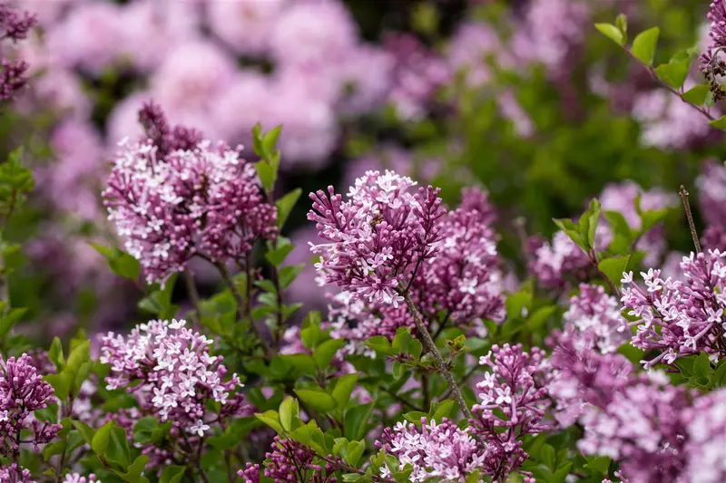 Syringa meyeri 'Palibin' STAM/ 80 C20 - afbeelding 5
