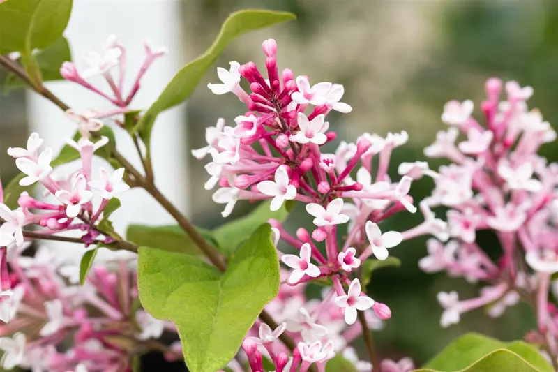 Syringa microphylla 'Superba' 150-175 KLUIT - afbeelding 4