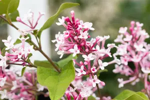 Syringa microphylla 'Superba' 150-175 KLUIT - afbeelding 4