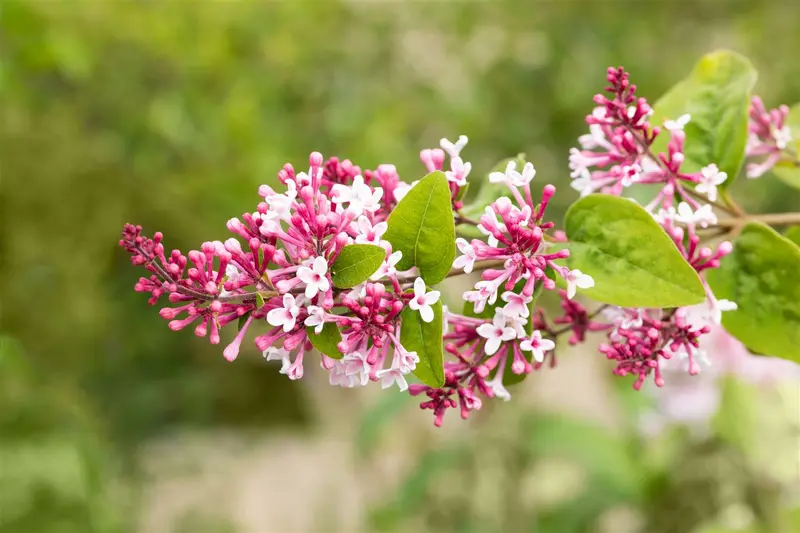 Syringa microphylla 'Superba' 200-250 C90 - afbeelding 3