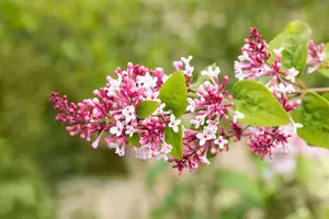 Syringa microphylla 'Superba' 200-250 C90 - afbeelding 3