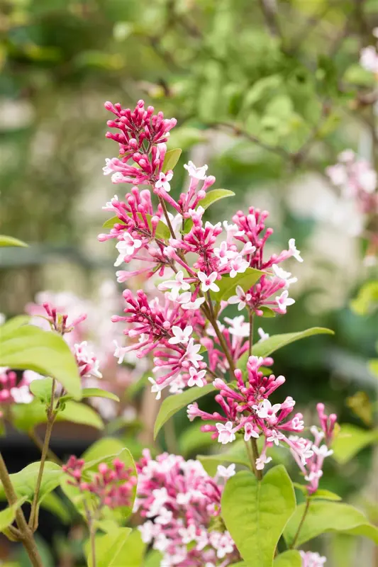 Syringa microphylla 'Superba' 60- 80 C - afbeelding 5