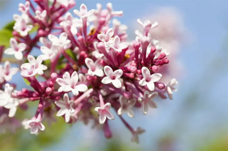 Syringa microphylla 'Superba' 60- 80 C - afbeelding 1