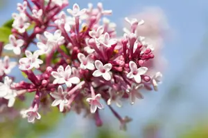 Syringa microphylla 'Superba' 60- 80   C - afbeelding 1