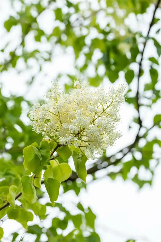 Syringa pekinensis 'China Snow' 10/12 HO C - afbeelding 2