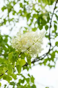 Syringa pekinensis 'China Snow' 10/12 HO C - afbeelding 2
