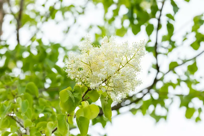 Syringa pekinensis 'China Snow' 10/12 HO C - afbeelding 1