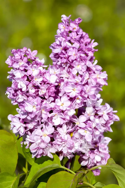 Syringa vulg. 'And. An Ludwig Späth' 150-175   KLUIT - afbeelding 1