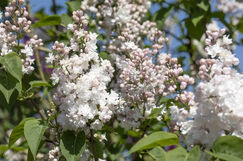 Syringa vulg. 'Beauty of Moscow' 150-175   KLUIT - afbeelding 4