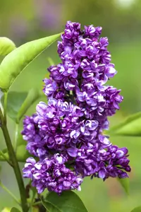 Syringa vulg. 'Charles Joly' 60- 80   KLUIT - afbeelding 1