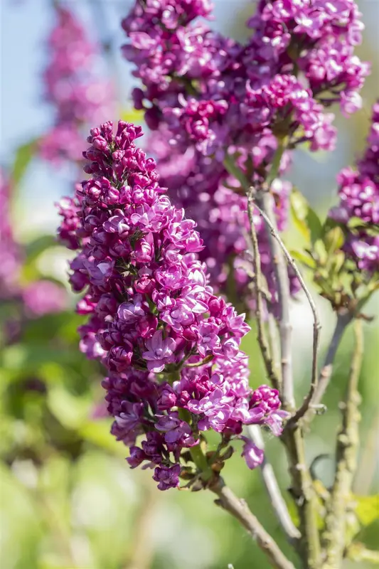 Syringa vulg. 'Charles Joly' 60- 80   KLUIT - afbeelding 2