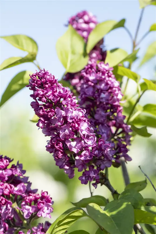 Syringa vulg. 'Charles Joly' 80-100   KLUIT - afbeelding 4