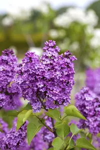 Syringa vulg. 'Kath. Havemeyer' 80-100   KLUIT