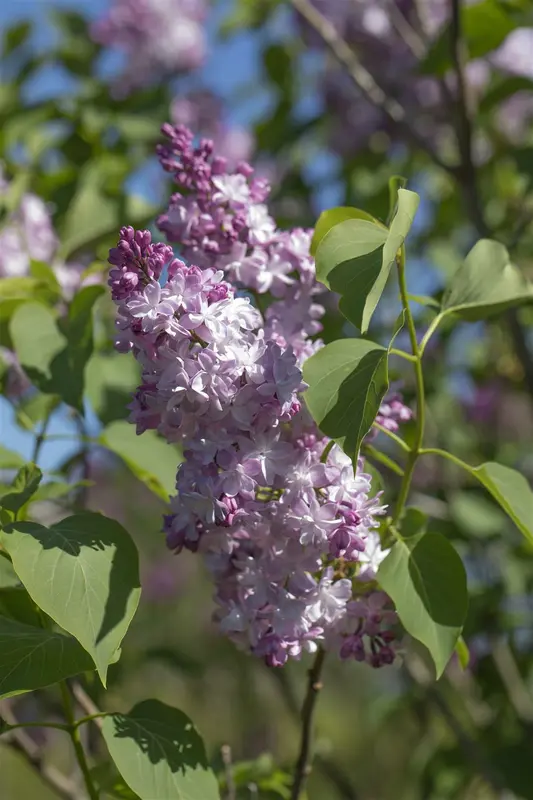 Syringa vulg. 'Michel Buchner' 150-175   KLUIT - afbeelding 2