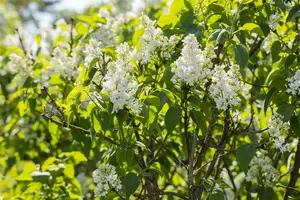 Syringa vulg. 'Mme Lemoine' 100-125   KLUIT - afbeelding 5