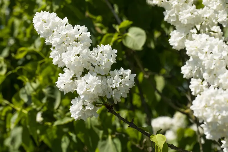 Syringa vulg. 'Mme Lemoine' 125-150   C65 - afbeelding 3
