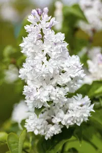 Mme Lemoine - afbeelding 4