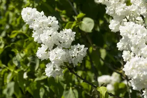 Syringa vulg. 'Mme Lemoine' 60- 80   KLUIT - afbeelding 3