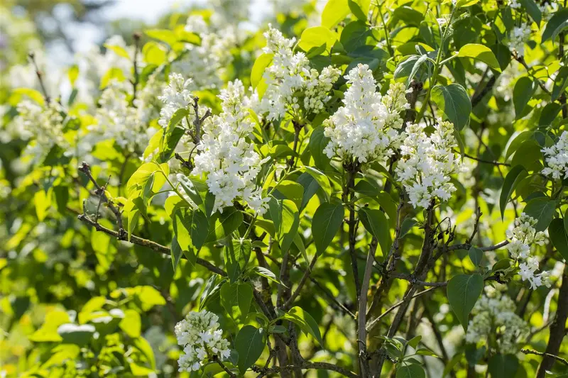 Syringa vulg. 'Mme Lemoine' 60- 80   KLUIT - afbeelding 5