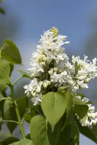 Syringa vulg. 'Mme Lemoine' 80-100   KLUIT - afbeelding 2