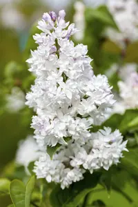Syringa vulg. 'Mme Lemoine' STAM/120 C10