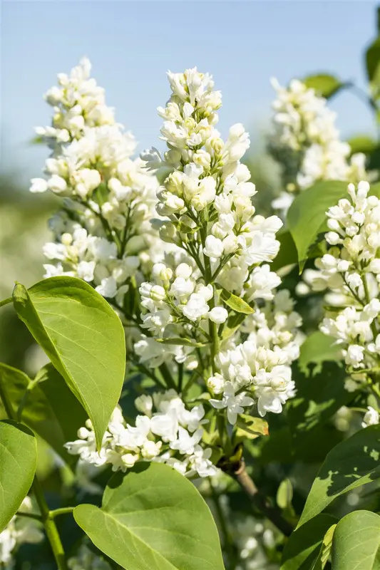 Syringa vulg. 'Mme Lemoine' STAM/120 C10 - afbeelding 4