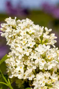 Primrose - afbeelding 3