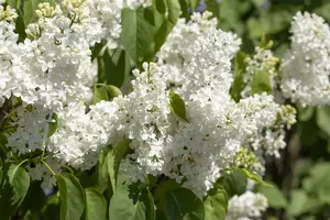 Primrose - afbeelding 5