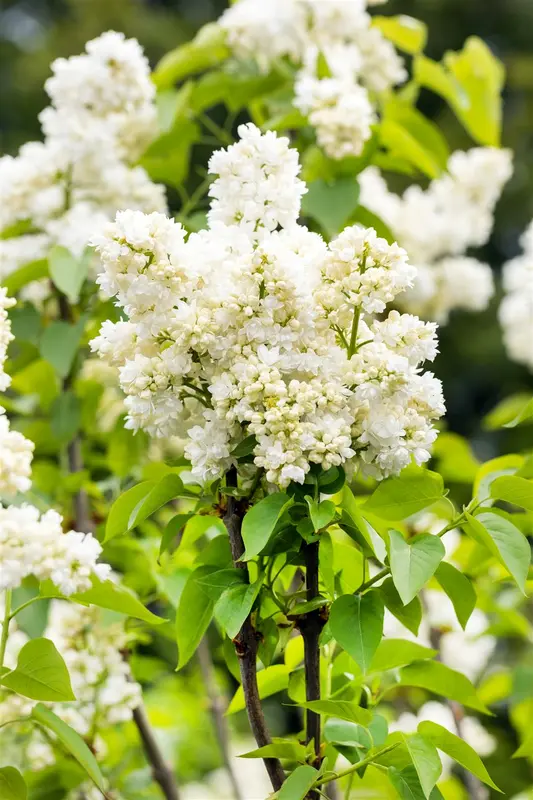 Syringa vulg. 'Souvenir d' Alice Harding' 125-150   C65 - afbeelding 3