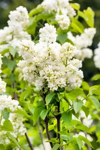 Syringa vulg. 'Souvenir d' Alice Harding' 125-150   C65 - afbeelding 3
