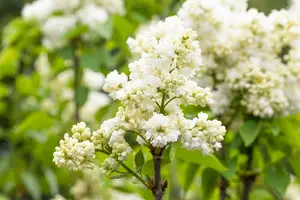 Syringa vulg. 'Souvenir d' Alice Harding' 125-150   C65 - afbeelding 1