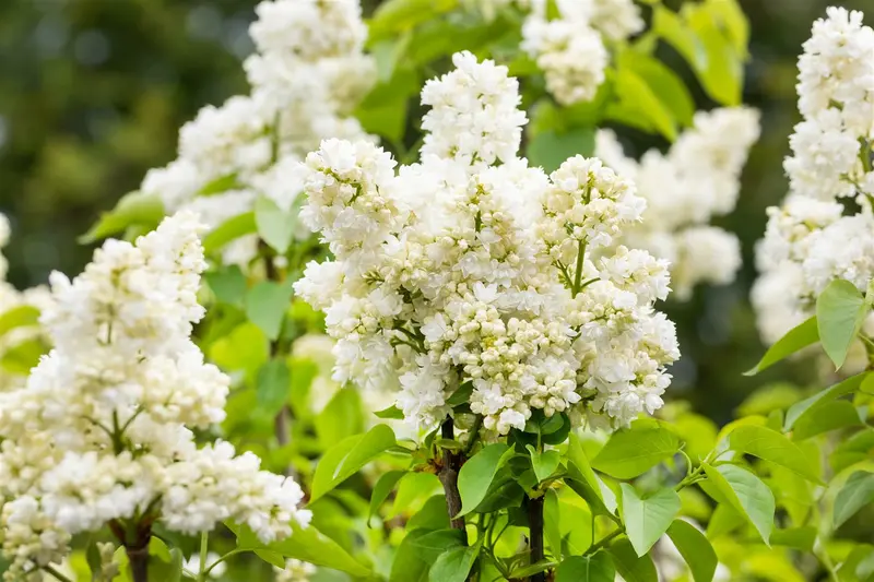 Syringa vulg. 'Souvenir d' Alice Harding' 125-150   C65 - afbeelding 2