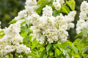 Syringa vulg. 'Souvenir d' Alice Harding' 125-150   C65 - afbeelding 2