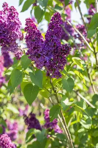 Syringa vulgaris 125-150   KLUIT - afbeelding 5