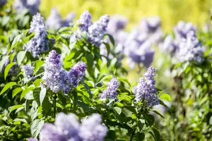 Syringa vulgaris 150-175 KLUIT - afbeelding 3