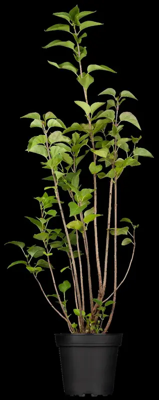 syringa vulgaris (40- 60cm) - afbeelding 1