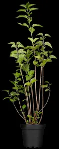 syringa vulgaris (40- 60cm) - afbeelding 5