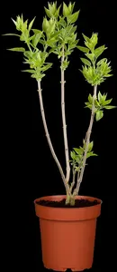 syringa vulgaris (40- 60cm) - afbeelding 2