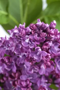 syringa vulgaris (60- 90cm) - afbeelding 3