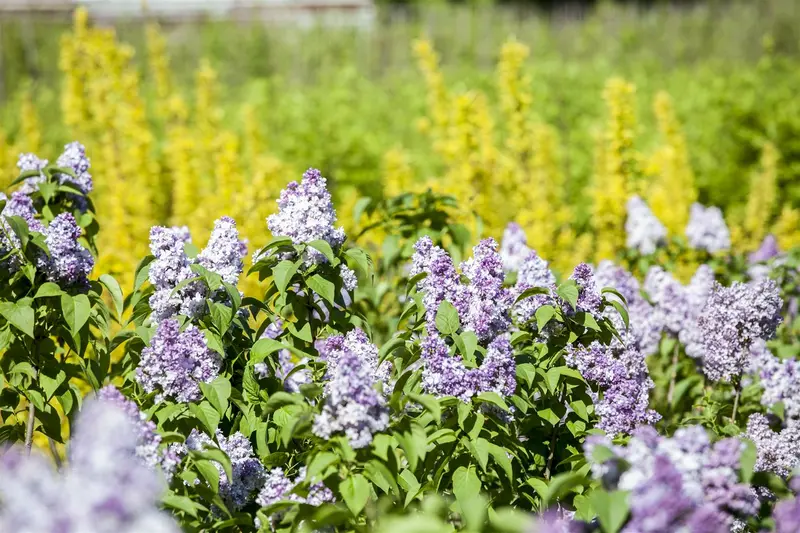 syringa vulgaris (60- 90cm) - afbeelding 4