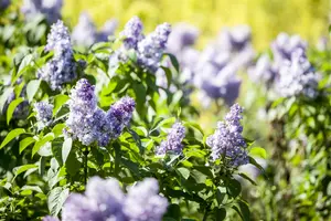 syringa vulgaris (60- 90cm) BW - afbeelding 5
