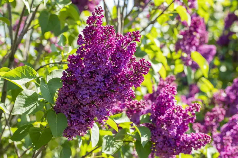 Syringa vulgaris 80-100   KLUIT - afbeelding 4