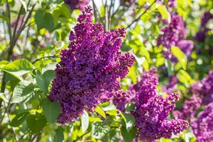 Syringa vulgaris 80-100   KLUIT - afbeelding 4