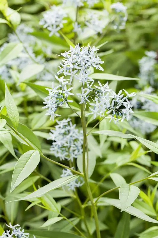 Amsonia tabernaemontana P9 - afbeelding 1