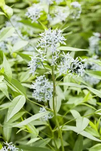 Amsonia tabernaemontana P9 - afbeelding 5
