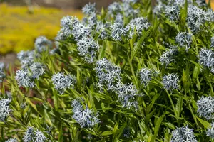 Amsonia tabernaemontana P9 - afbeelding 3